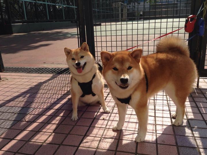 冰与火之歌,拉梅洛关键节点连续得分,湖人用连续得分风暴扼住北京队的喉咙