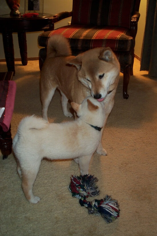 破晓前的黑暗骑士,萨内年度焦点之夜的冰与火之歌