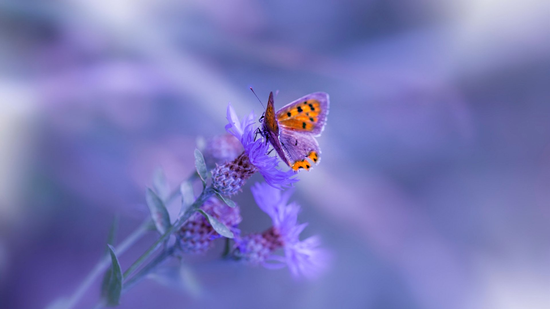 梦境还是现实?欧文在山西队对阵凯尔特人想象中的高光时刻