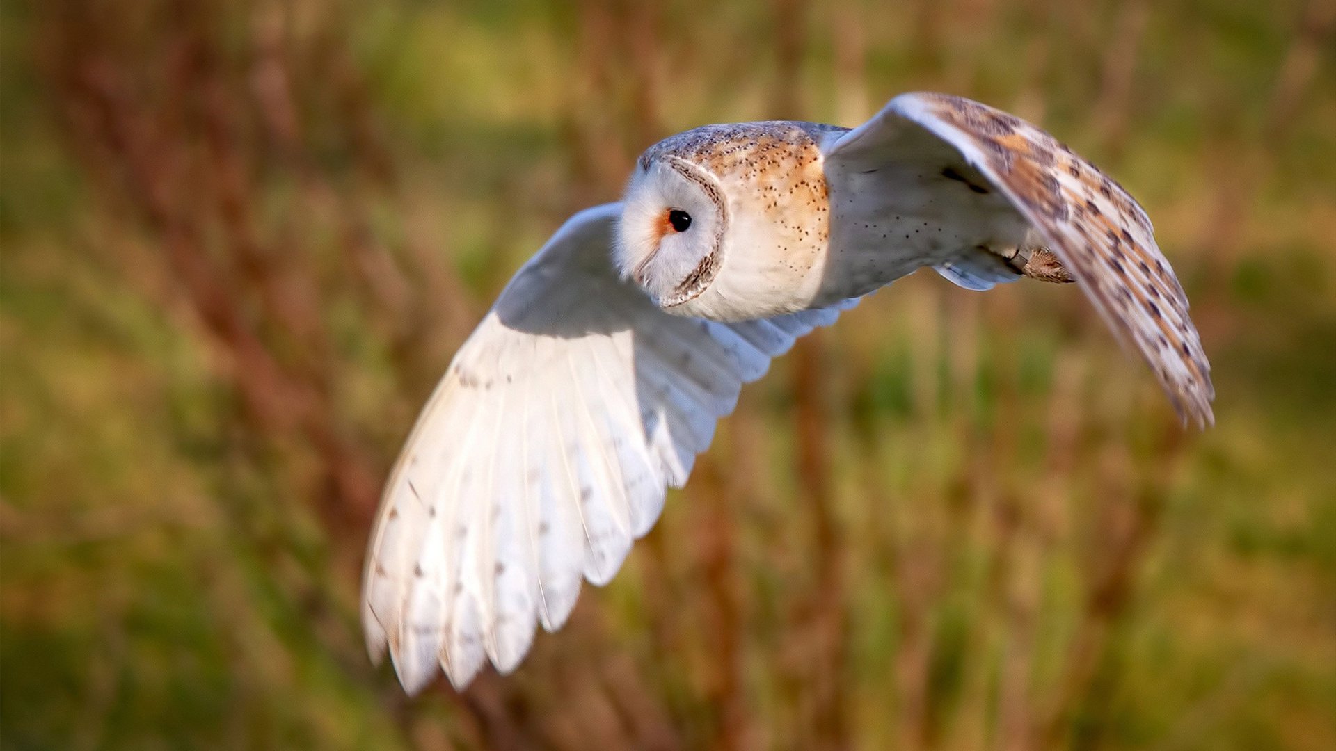 布伦森客串反派，攻防转换如何成为山西提前终结悬念的鹈鹕？