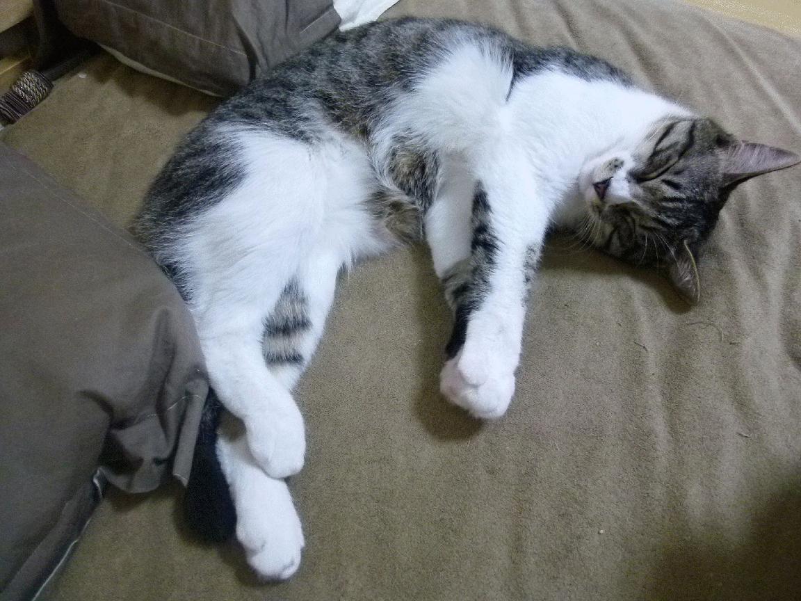 争冠终局，王不见王