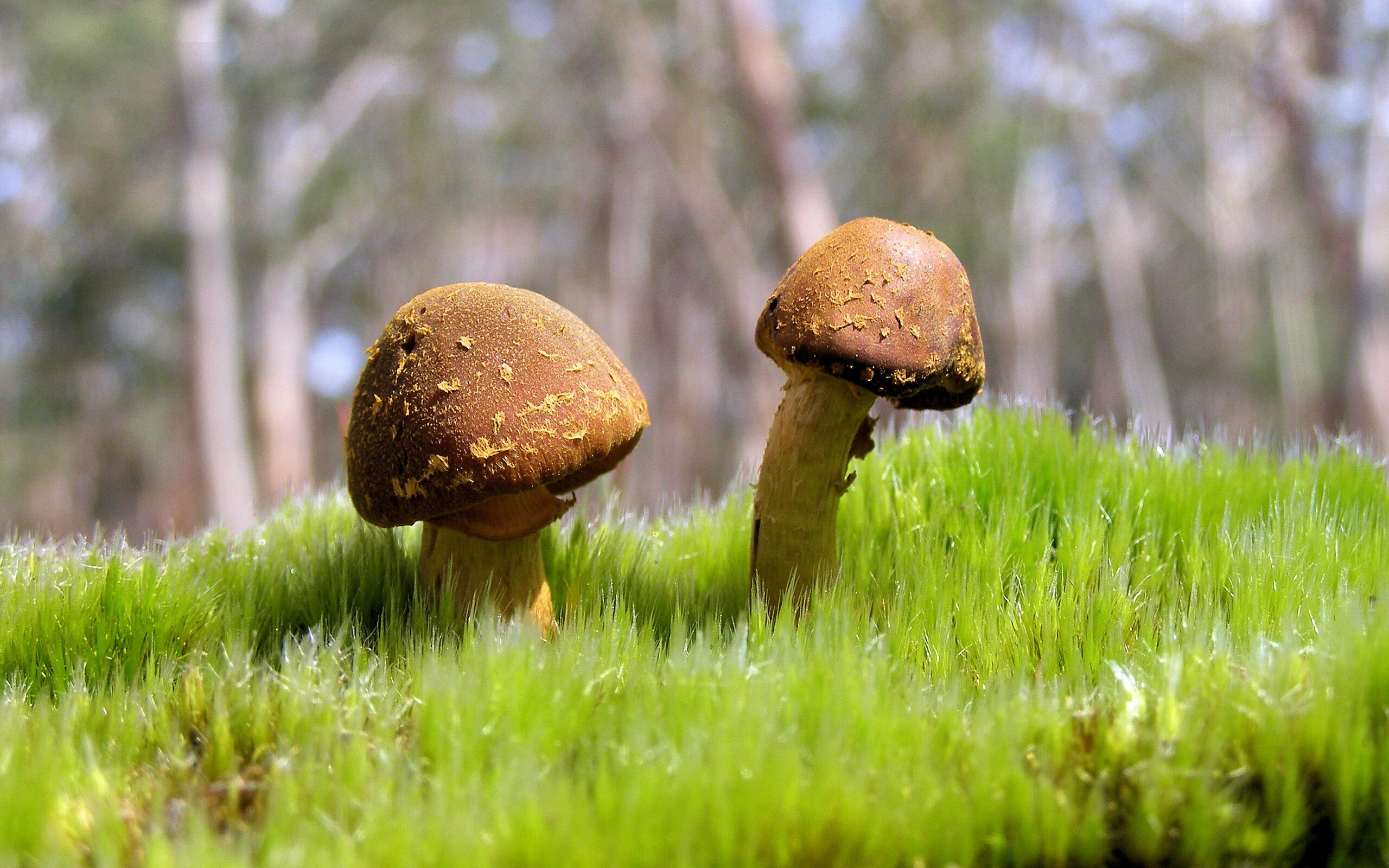 银针点穴,切特致命一击的沉默回响