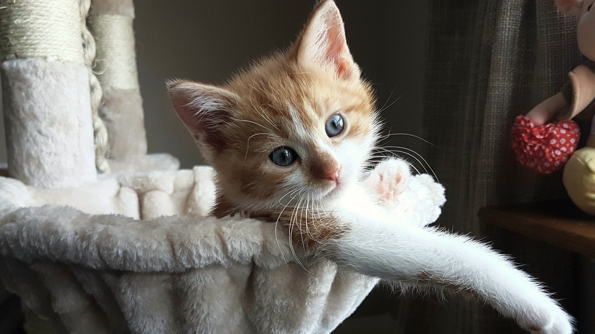 伊萨克独舞点燃赛场,尼日利亚蓝色闪电速胜荷兰