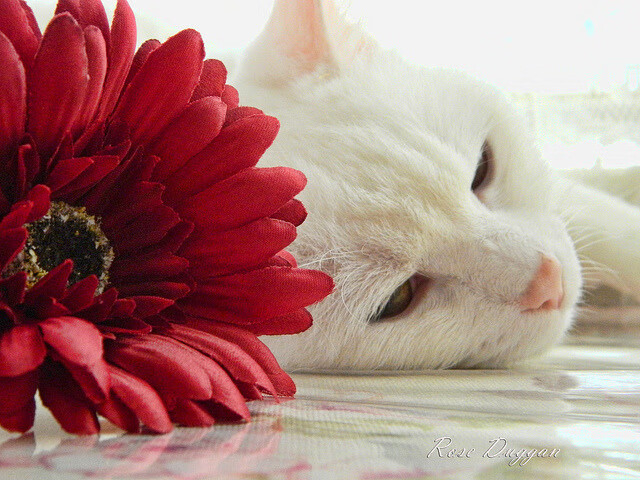 范弗利特宣言，当1.83米的身高统治了2.26米的天空