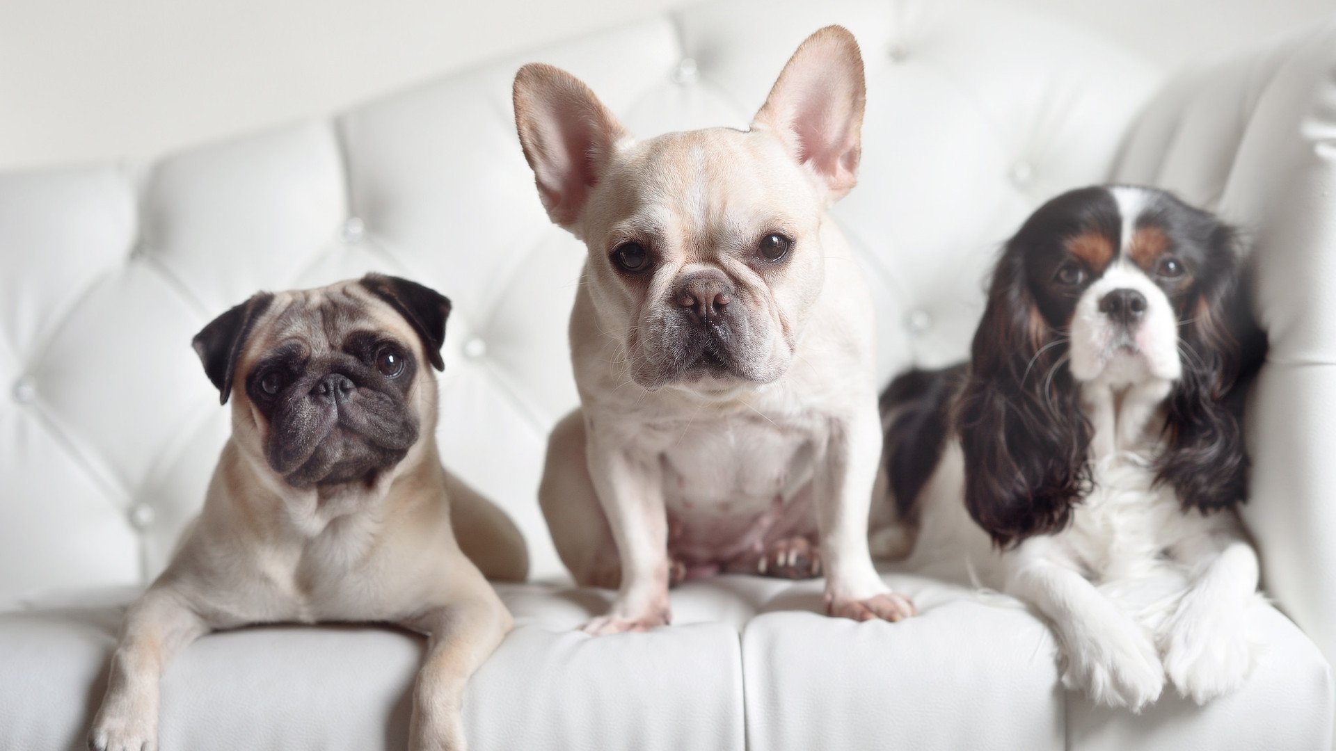 绝境中的信号弹，孔德单节风暴如何撕碎多特蒙德的神话