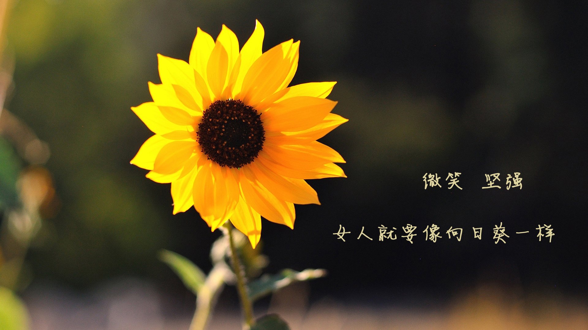 唯一的奇迹，哈兰德在2026世界杯E组伊拉克vs冰岛中的关键一击